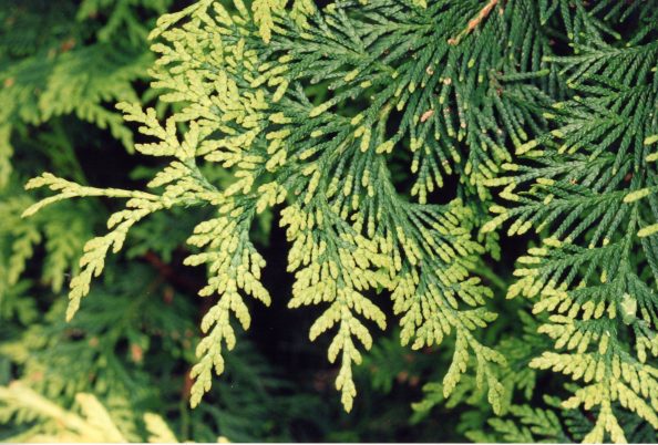 Difference between Eastern And Western Red Cedar 