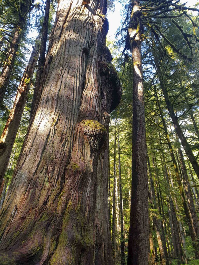 How the Walbran Blockade Echoes Another Famous Stand in the Forest ...
