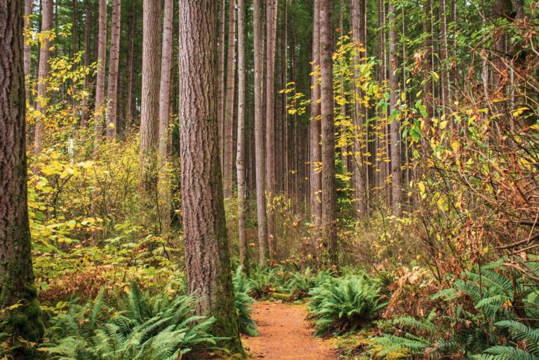 Tree Frog Forestry News Tree Frog creative