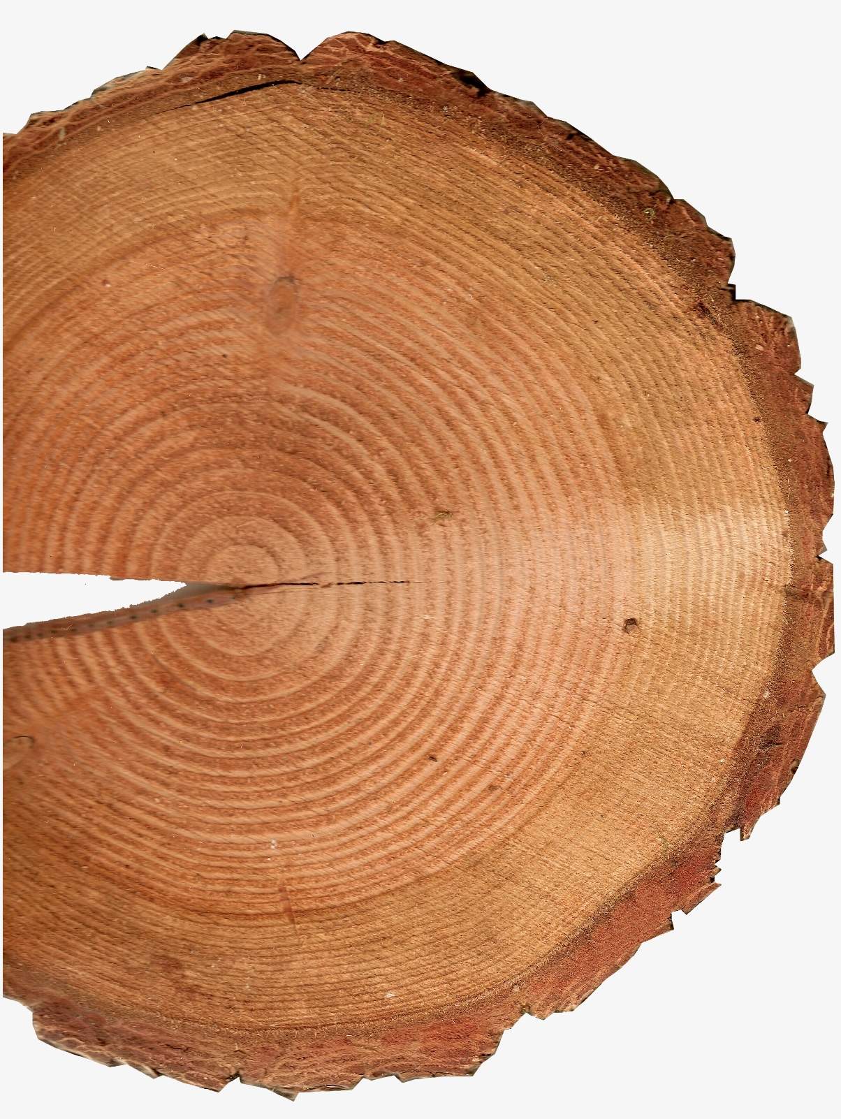 Tree Rings are Used to Accurately Date Cataclysmic Prehistoric Events | The  Vintage News