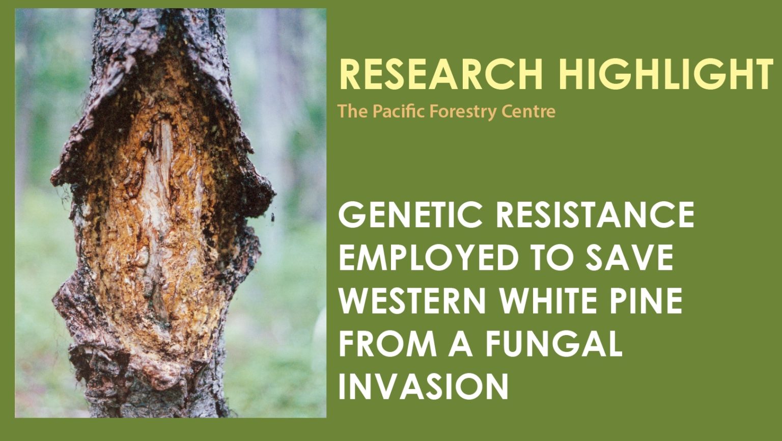 Tree Frog Forestry News Tree Frog creative