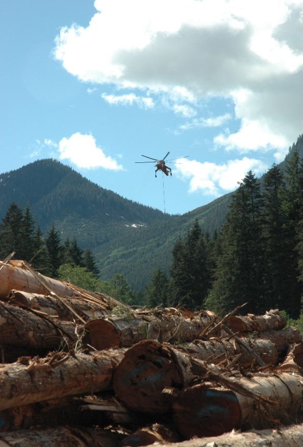 Trump’s Forest Service Reorganization: Timber Over Conservation - Tree ...