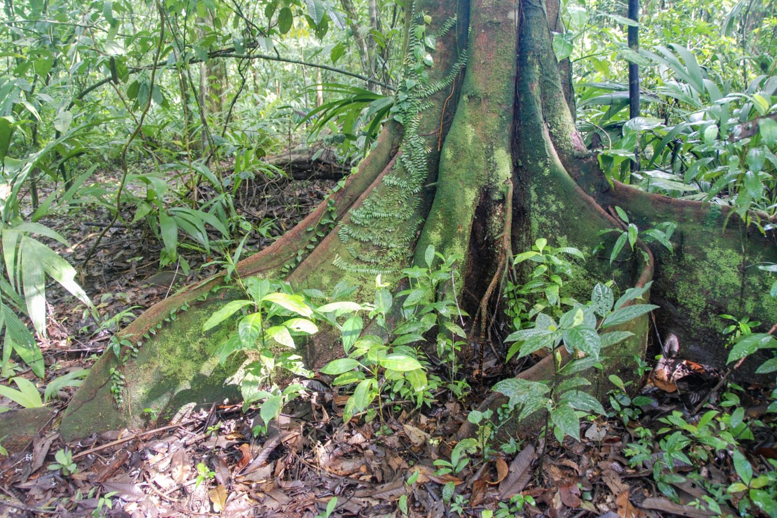 Tree Frog Forestry News Tree Frog creative