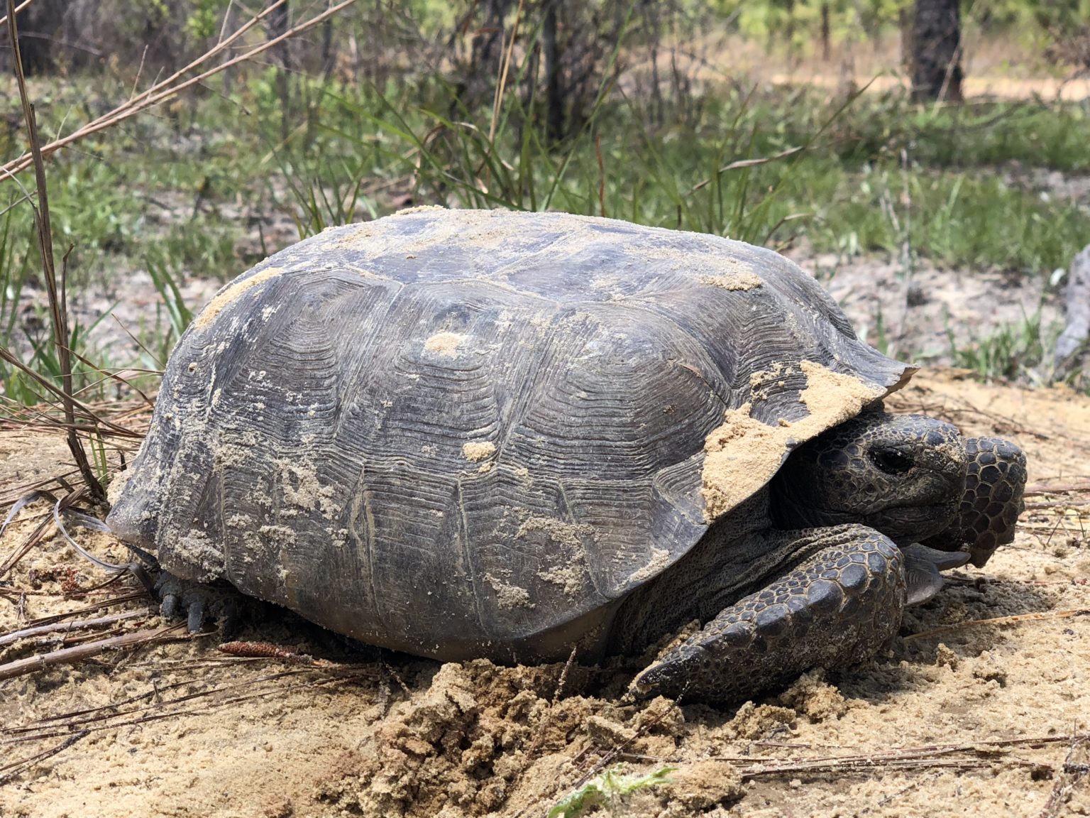 The Decision Not to List the Gopher Tortoise was No Coincidence - Tree ...