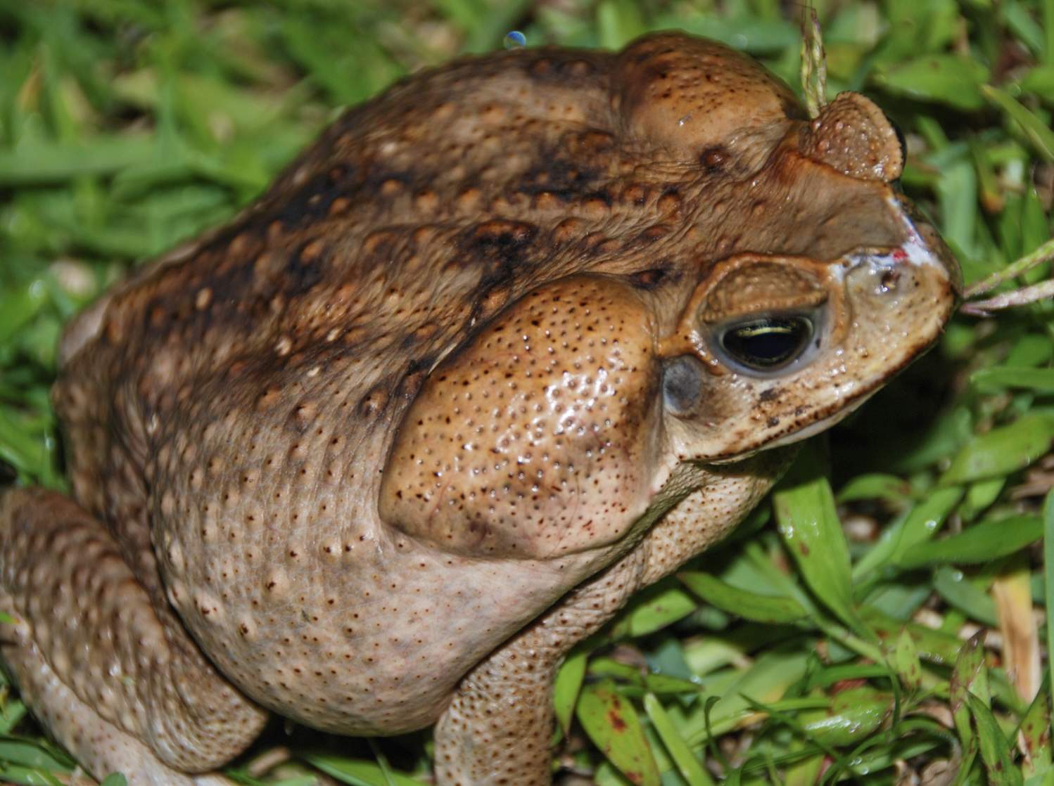 Five things about toads, our frogs' lesser-known cousins - Tree Frog  creative