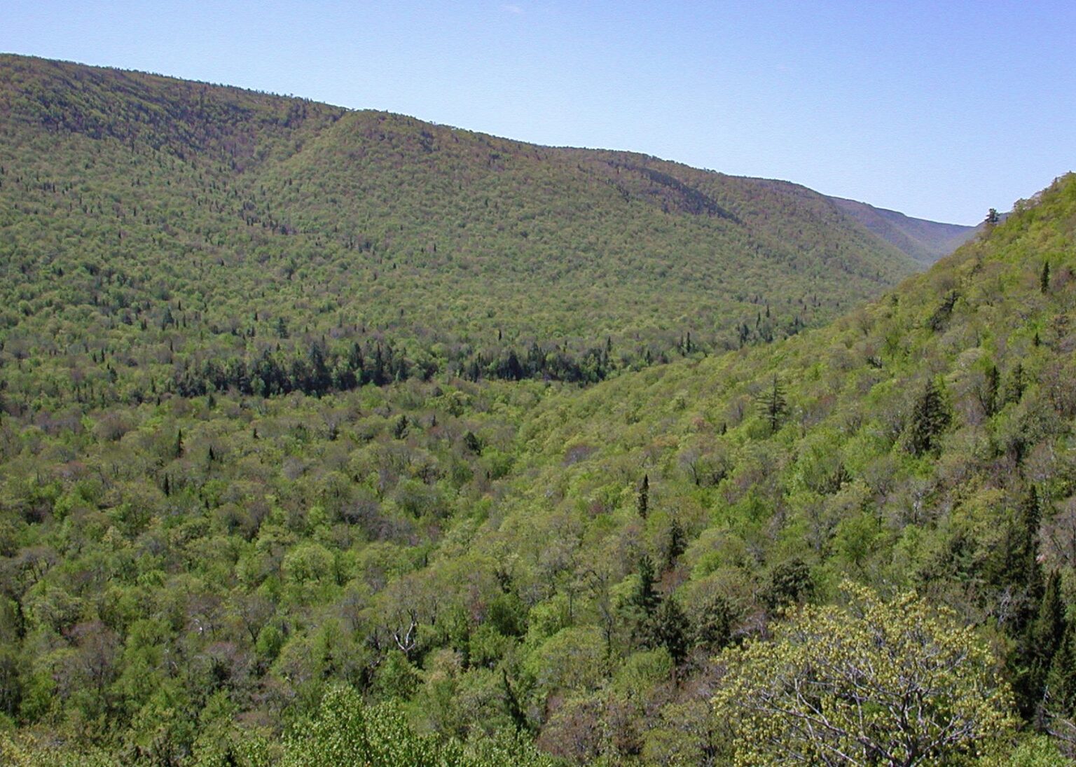 The surprising truth about logging - Tree Frog creative